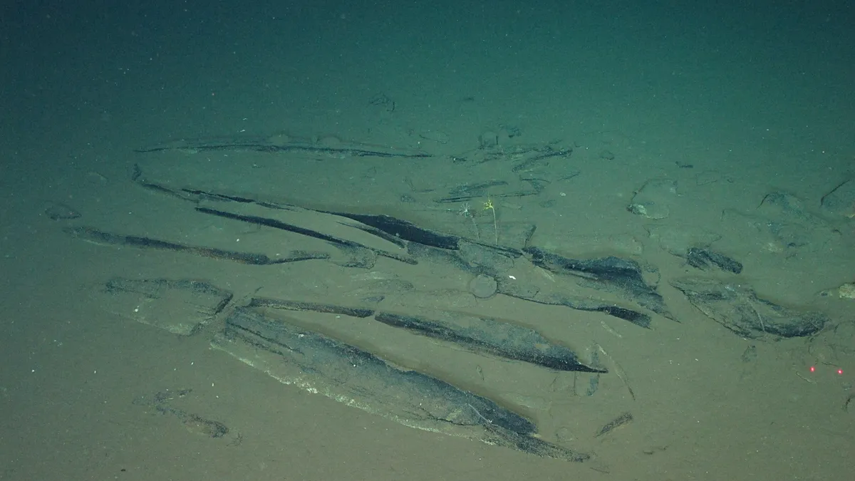 Scientists discover where whales go to die