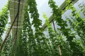 ‘Excellent profit’: Meet the Bavarian hop farmer securing his harvest and income with solar ‘hats’