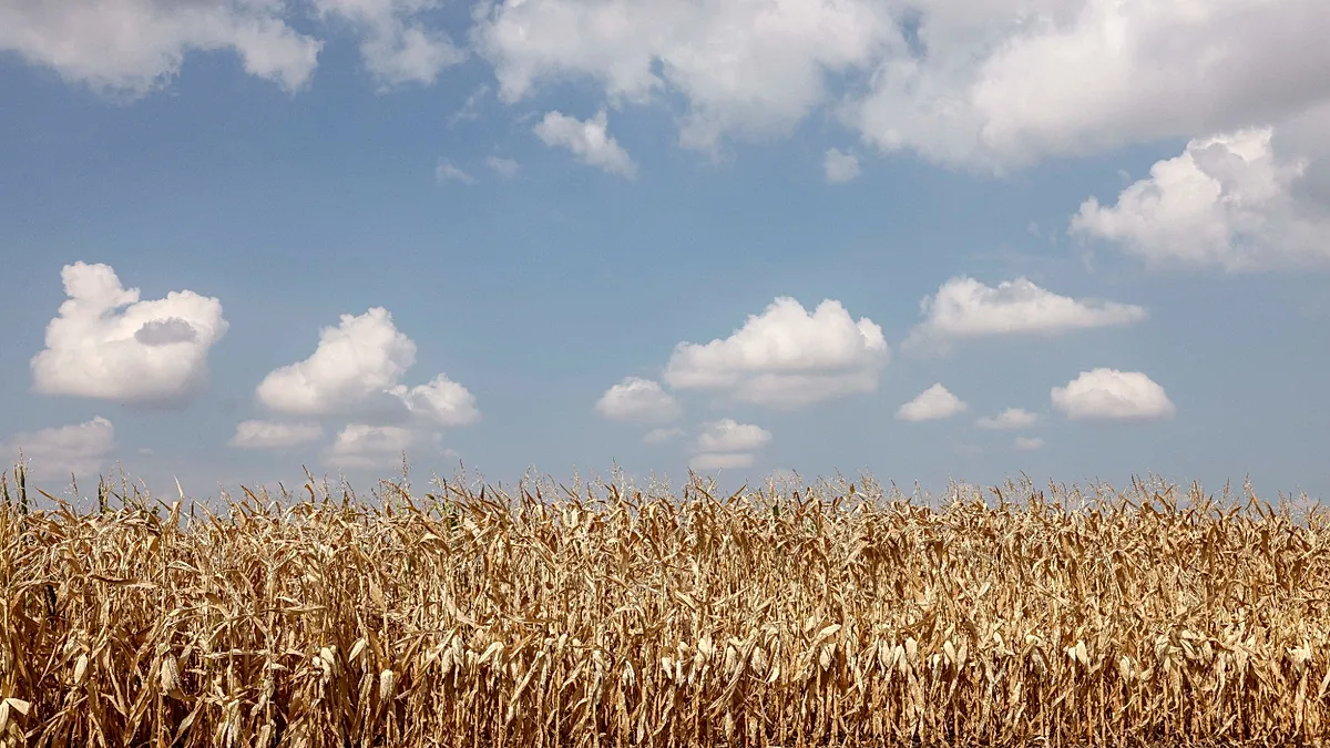 Alsace farmers turn to pulses to cope with drought