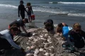 Video. Soaring stingray numbers off California beaches drive record injuries