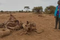 Mysterious elephant deaths in Kenya leave experts searching for answers