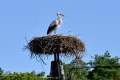 Polish stork Krutek sets off again: 5,000 kilometres ahead