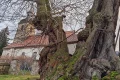 Pillory linden of Großpörthen: 900-year-old tree with a grim history