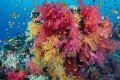 Coral reefs are bleaching in extreme heat. Could underwater umbrellas save them?