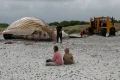 Video. ‘Timmy’ the humpback whale hauled ashore on Danish island