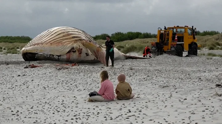 Video. ‘Timmy’ the humpback whale hauled ashore on Danish island