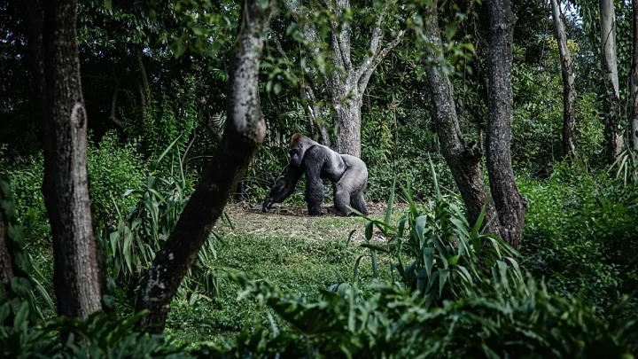 How the ‘Attenborough effect’ is driving a surging interest in Rwanda’s gorilla tourism