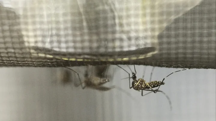 France is releasing millions of sterile insects to fight tiger mosquitoes