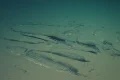 Scientists discover where whales go to die