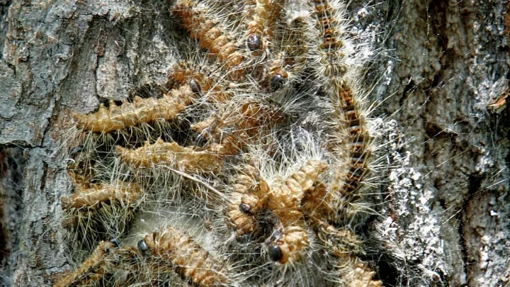 Poisonous caterpillars infest Berlin neighbourhoods: older people afraid to leave home