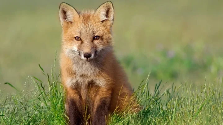 ‘Putting biodiversity in our hands’: British wildlife will soon be celebrated on banknotes
