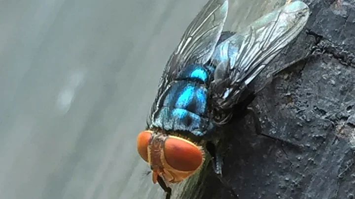 Flesh-eating parasite spreads further in the US, despite decades of eradication