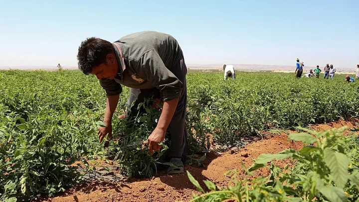 Greece to bring in 5,000 Egyptian farm workers to close agricultural labour gap