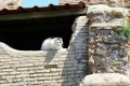 Visit the cats of Rome on this new running tour around the Eternal City