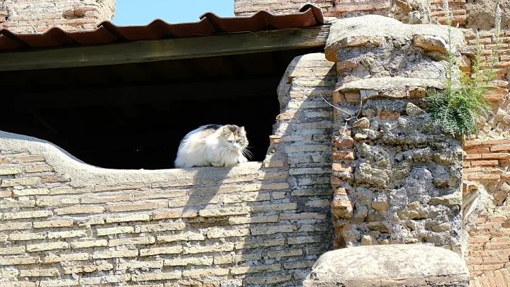 Visit the cats of Rome on this new running tour around the Eternal City