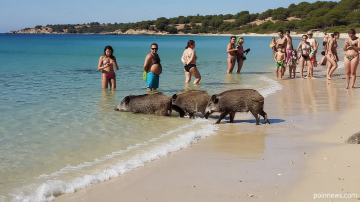 Going on holiday to this beach? Wild boars may steal your lunch