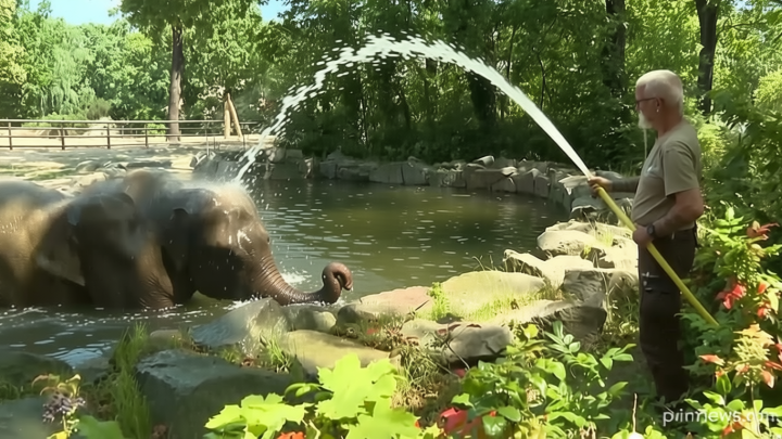 Video. As Europe bakes, Berlin Zoo’s elephants and bears cool off