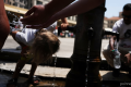 WHO Europe chief calls on governments to treat extreme heat as a ‘health crisis’