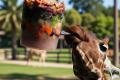 Video. Frozen feasts and cool pools help Rome zoo animals survive heatwave