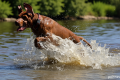 Panting and hyperthermia: Paris vet sees uptick in pets being admitted due to extreme heat