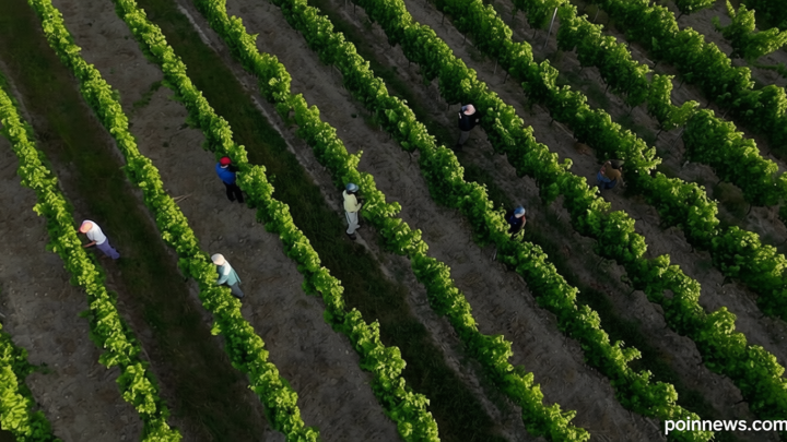 Farms, schools, rail and health services under strain as heatwave grips France