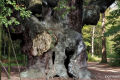 Robin Hood’s famed Sherwood Forest 1,200-year-old oak tree declared dead