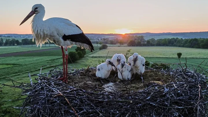 Solar railways and stork villages: Positive environmental stories from 2026