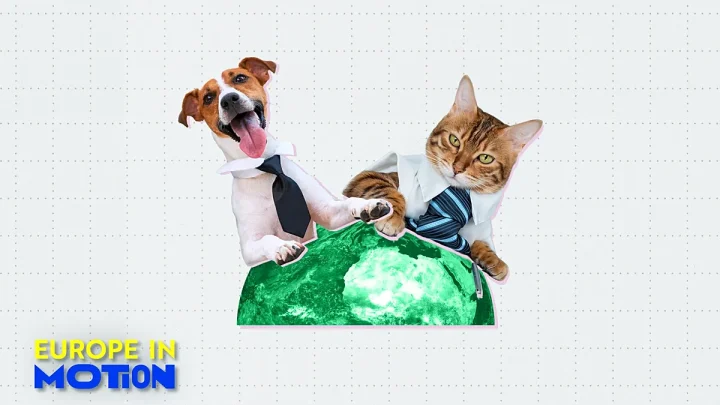 Dogs and cats at work: Yes or no? Here are Europe’s most pet-friendly countries