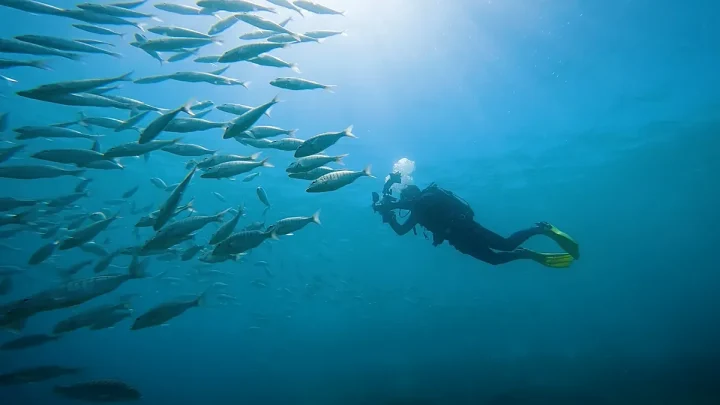 People’s photos are helping scientists record marine life in real-time in the Canary Islands