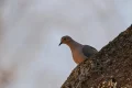 Video. Nairobi man shares home with rescued birds