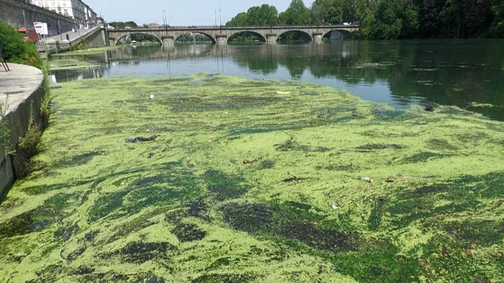 Video. Po river choked by algae bloom as Italy battles heat and navigability woes