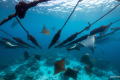 Trieste, sightings of bull rays: unique case in Mediterranean, but they threaten mussel farms
