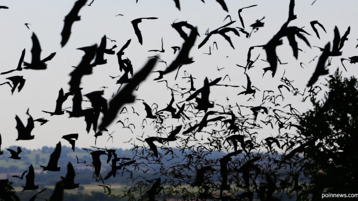 11-year-old boy dies from rabies in Canada after waking up to a bat on his face