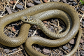 Invasive snakes at German landfill: hunt for green whip snake