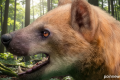 Spanish scientists discover new ‘bear-dog’ species in Catalonia from 15.9 million years ago