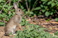 Iberian rabbit: species hidden by Spain and Portugal for 2 million years