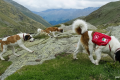 Legendary St. Bernard rescue dogs still roam the Swiss Alps