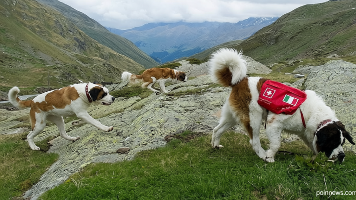Legendary St. Bernard rescue dogs still roam the Swiss Alps