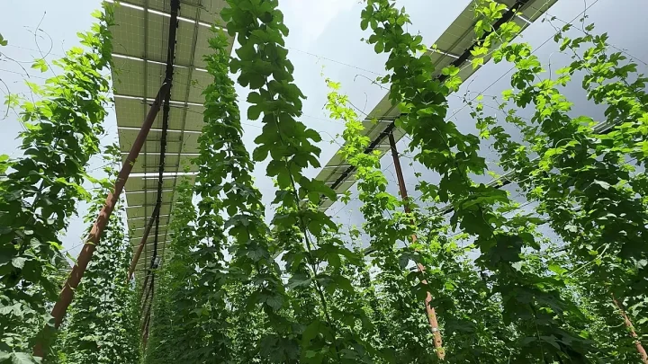 ‘Excellent profit’: Meet the Bavarian hop farmer securing his harvest and income with solar ‘hats’