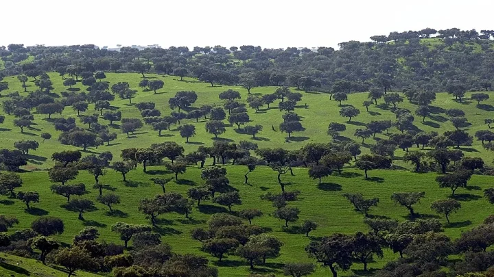 Portugal is home to hundreds of ancient olive trees, one may be over 3,700 years old
