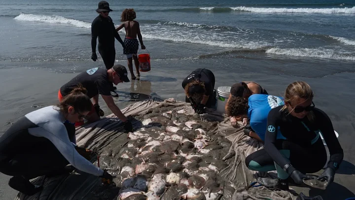 Video. Soaring stingray numbers off California beaches drive record injuries