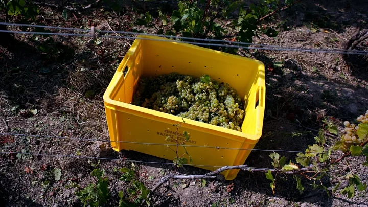 Video. Champagne harvest starts early in France as heatwave speeds ripening