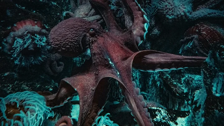 ‘A formidable predator’: Italian scientists relying on octopuses to get blue crab populations in check