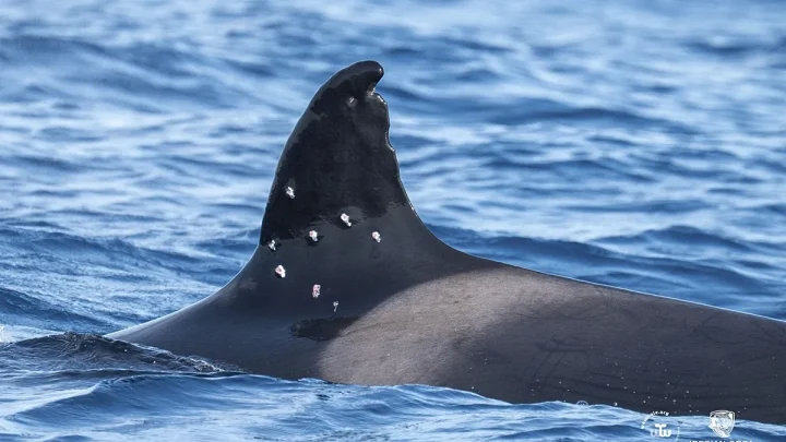 Gibraltar orca Toñi found with 10 holes in fin: suspected shotgun blast