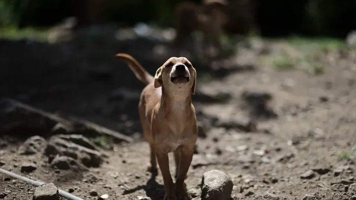 “In our country, abandonment is normalised”: animals are still left behind