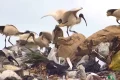Most waste ends up in landfill. This scientist finds unexpected ways to give it a second life