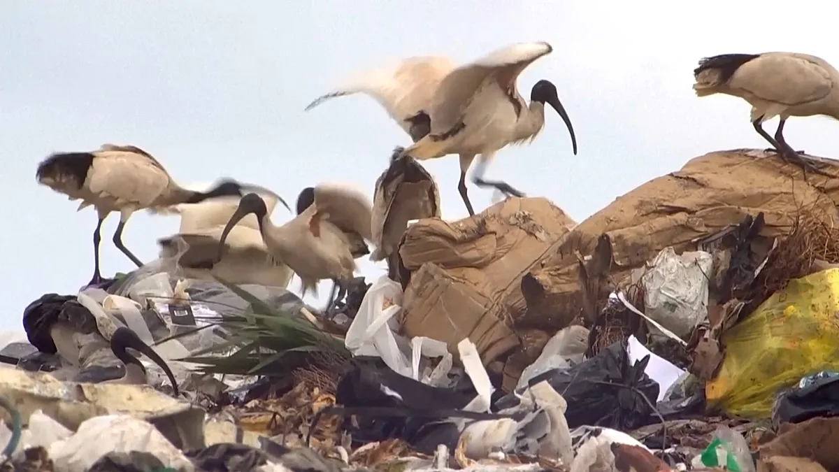 Most waste ends up in landfill. This scientist finds unexpected ways to give it a second life