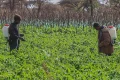 Pesticides cause 400 million farmer poisoning cases a year, study finds
