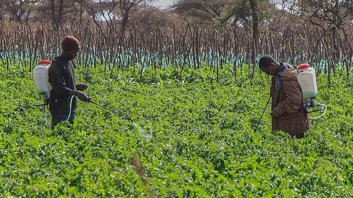 Pesticides cause 400 million farmer poisoning cases a year, study finds