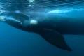 What is killing whale calves in Patagonia? bacteria under suspicion